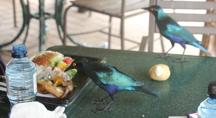 Cape Glossy Starlings join us for lunch
